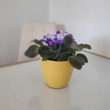 Apartment Lucica *