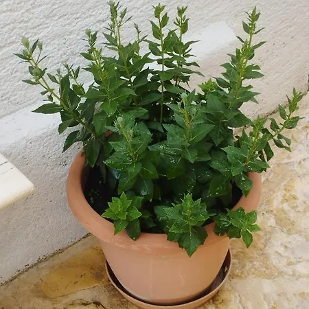 Lucica 公寓 耶泽拉