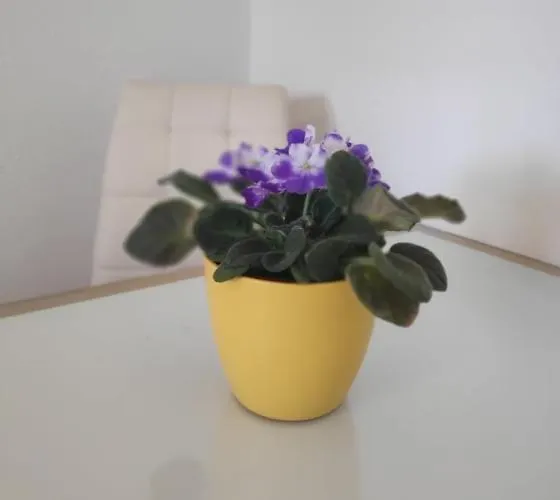 Apartamento Lucica *