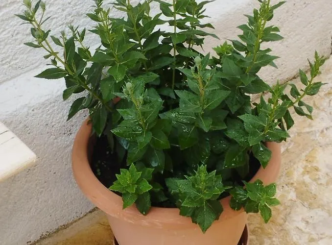 Lucica Апартаменты Езера